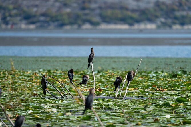 1-hour Kayak Adventure through Skadar Lake from Virpazar - Where the best value shows up: beginner-friendly guidance, not just a rental