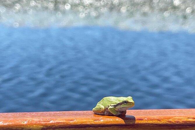 2 Hour Group Boat Trip in Skadar Lake - Price and logistics: what you will actually pay