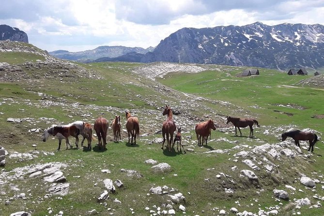 Durmitor Ring Tour - Price and value: what $90.29 buys you in real terms