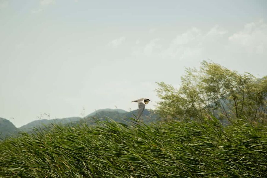 Experience Skadar Lake in 1h! - Where Your Skadar Lake Kayak Starts in Virpazar