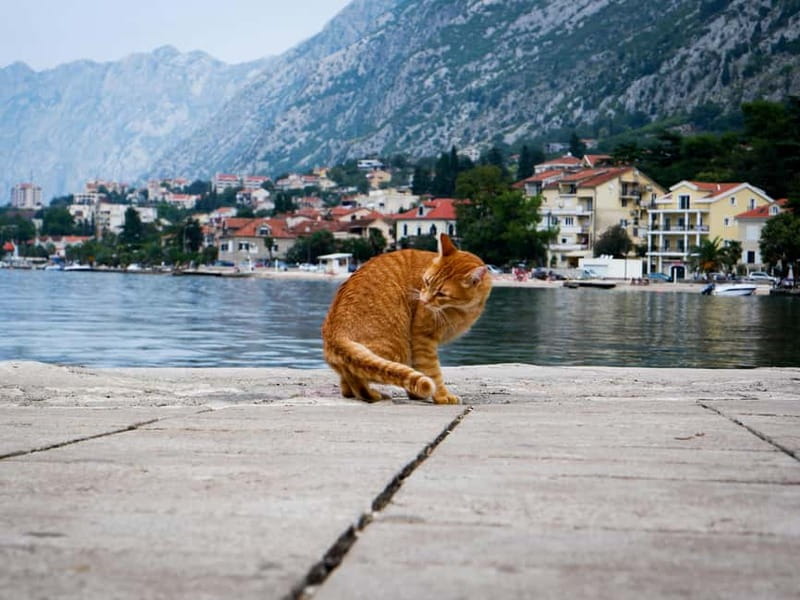 From Tirana: Privat Day Trip to Budva & Kotor in Montenegro - Tips before you go: passport, rain gear, and good walking habits