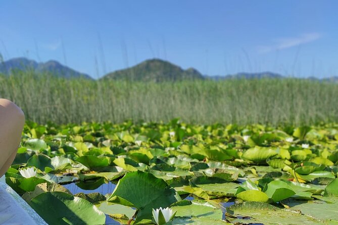 Kayak Day on Skadar Lake - Birdwatching on Skadar Lake: what 270 bird species means in practice