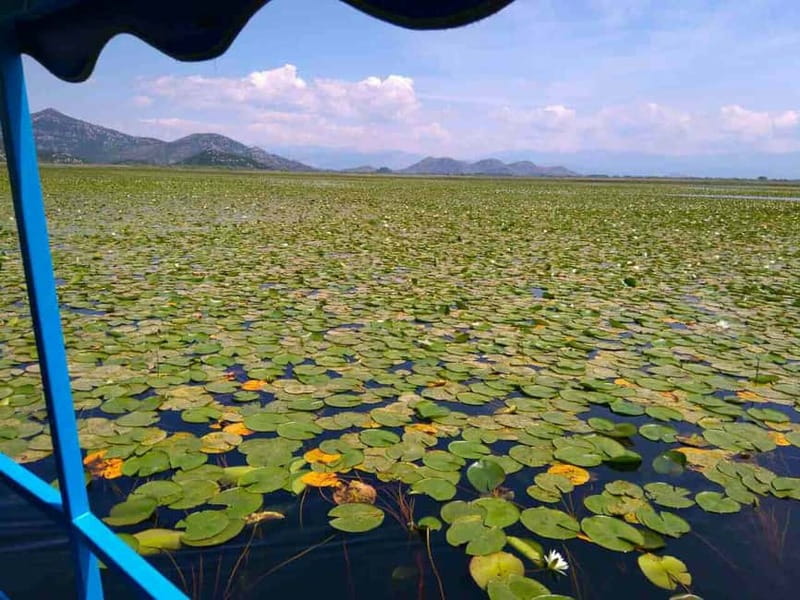 Kotor: Skadar Lake National Park with Wine Tasting - From Kotor to Budva and Sveti Stefan: the coastal warm-up