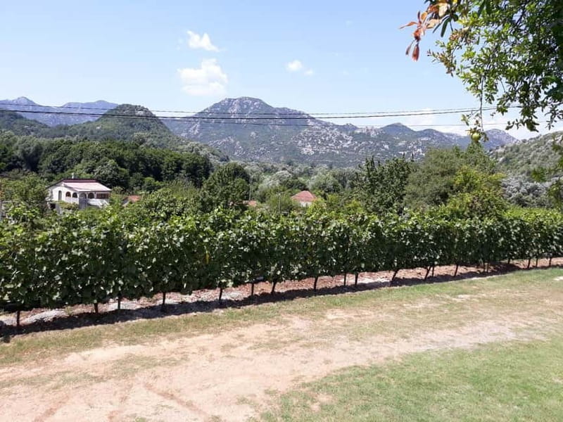 Kotor: Skadar Lake National Park with Wine Tasting - Price and value: what you get for $471 per private group