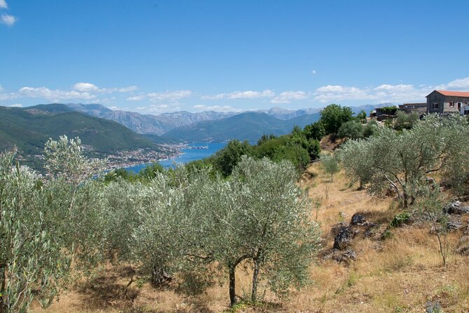 Olive oil farm to fork experience & short walking tour of Kotor - Key Things You Should Know Before You Go