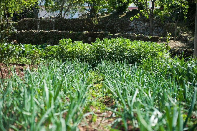 Olive oil farm to fork experience & short walking tour of Kotor - Price and Value for a Private Group Up to Six