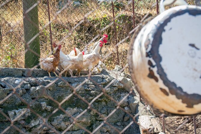Olive oil farm to fork experience & short walking tour of Kotor - Who This Tour Suits Best (and Who Might Prefer Something Else)