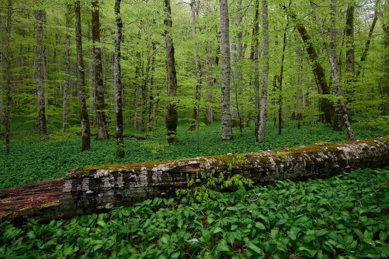 Podgorica: Biogradska Gora, Moraca and Kolasin Day Tour - From your Podgorica hotel to Kolasin: the drive is part of the show