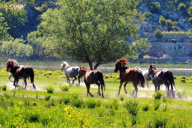 Podgorica Historic, Safari and Winery tour - Skadar lake and River Crnojevica - Karuc and St Petar Cetinjski: fisherman village plus old-house stop