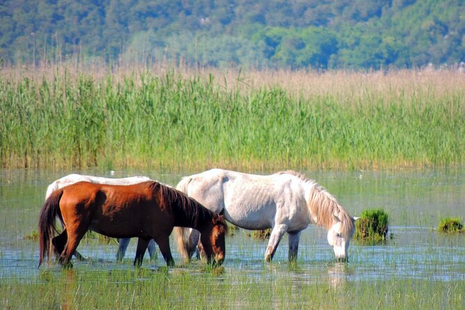Podgorica Historic, Safari and Winery tour - Skadar lake and River Crnojevica - Biševina: wild horses, short stop, real weather dependence