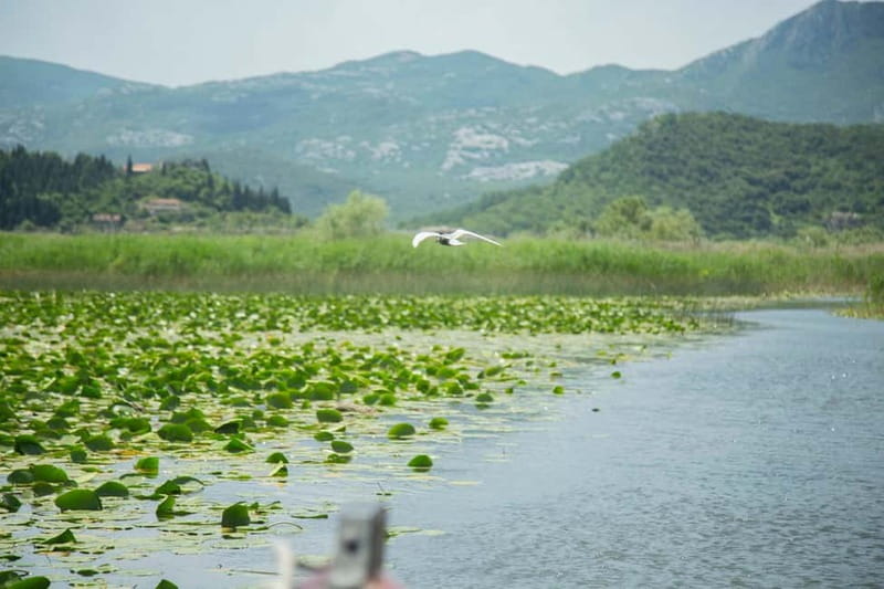 Private morning tour with refreshments and hidden canals! - River Moraca: narrow canals, birdlife, and water lilies