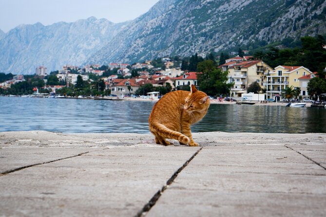 Self Guided Stroll Through Old Town of Kotor - The city of cats interlude, where the Old Town feels human