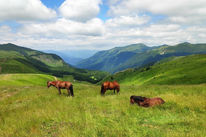 Short Horseback riding - Kolasin - The Ride Through National Park Mountains, Peaks, and Forest