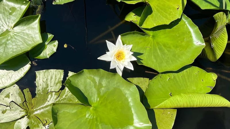 Skadar Lake: 4-Hour Guided tours on Kayak - Who should book this Skadar kayak and SUP trip