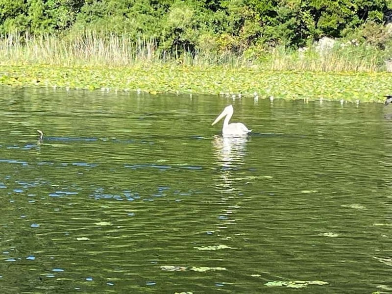 Skadar Lake kayak rent: A Journey Through Tranquility - 1 Hour vs 1 Day: How to Choose the Right Duration