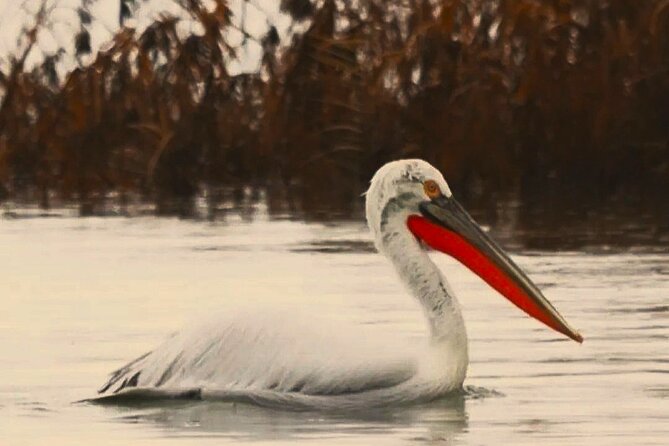 Skadar Lake National Park: Birdwatching & Photography Tour - Why Lake Skadar is a birdwatching magnet for photos