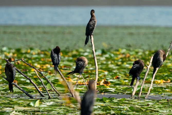 Skadar Lake National Park: Birdwatching & Photography Tour - Virpazar start: getting your bearings fast and spotting early birds