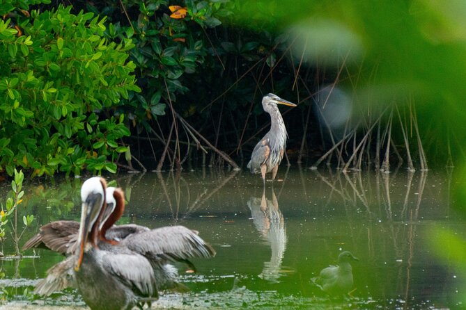 Skadar Lake National Park: Birdwatching & Photography Tour - Fort Lesendro and Kamenik: the scenery stops that still serve the wildlife goal