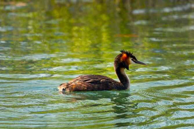 Skadar Lake National Park: Birdwatching & Photography Tour - Price and value: what $43 buys you (and what it doesn’t)
