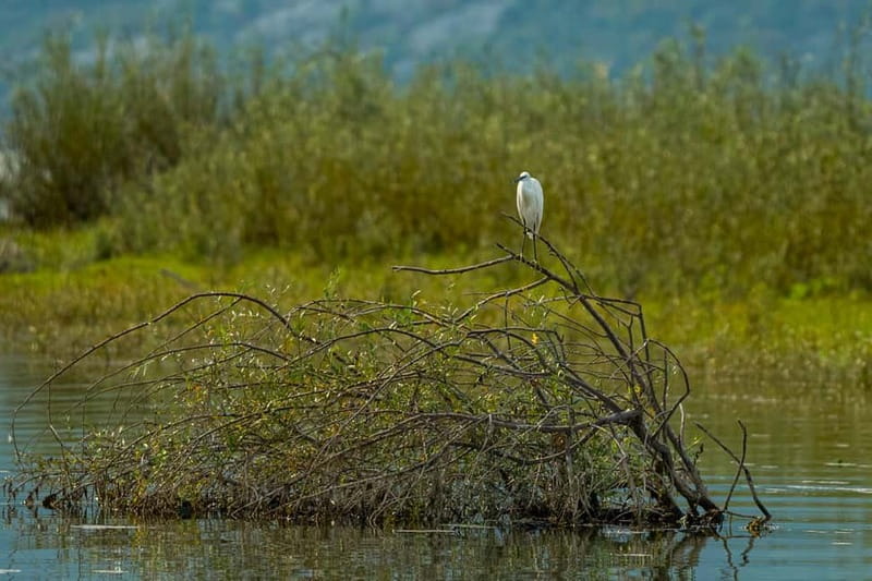 Skadar Lake National Park: Birdwatching & Photography Tour - What to pack, and what the rules mean for your experience