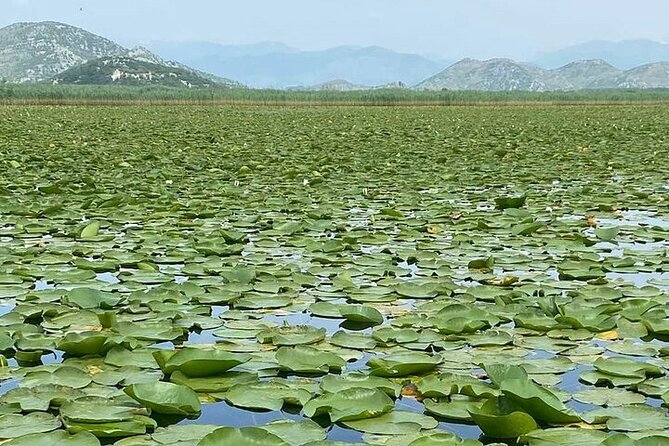 Skadar Lake National Park Boat Tour with Visit in Kom Monastery - National Park return and the optional swim in Skadar Lake
