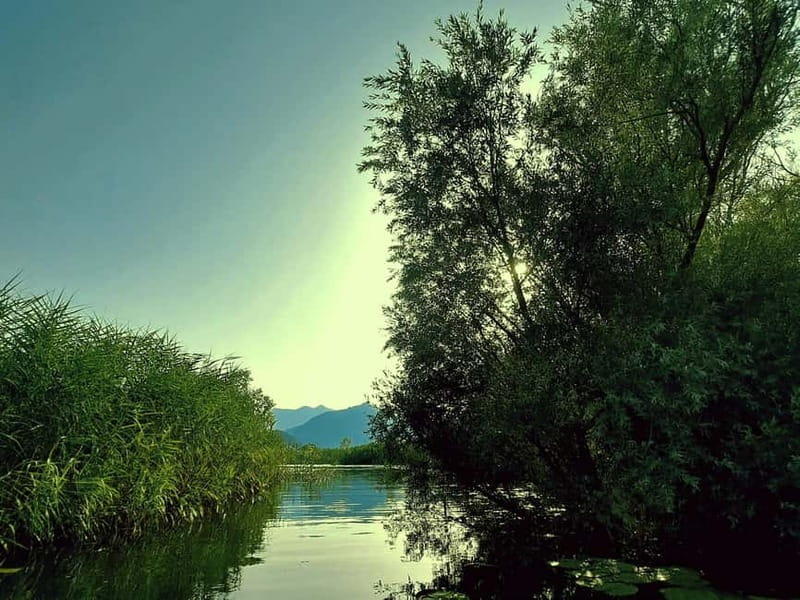 Skadar Lake National Park: Eco-friendly Kayak Adventure - Birds Overhead: What Birdwatching Looks Like From a Kayak