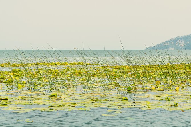 Skadar Lake Short Guided Tour: Discover the Montenegrin Alcatraz - How Virpazar works, including the National Park fee check-in