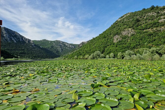 Skadar Lake tour - experience the Montenegrin nature - Skadar Lake National Park: boat time on the Balkans’ biggest lake
