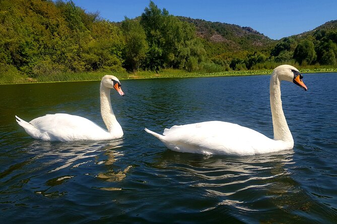 Skadar Lake & Virpazar return trip from Podgorica city - Skadar Lake National Park: what the wetlands stop feels like