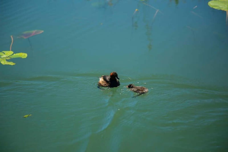 Stand Up Paddleboard on Skadar Lake - An Epic Adventure ! - Lesendro Fortress ruins: history you can see from water level
