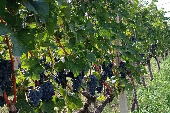TASTE OF MONTENEGRO - Gastro Private Tour of wine and food - A Day Built Around Comfort, Not Rushing