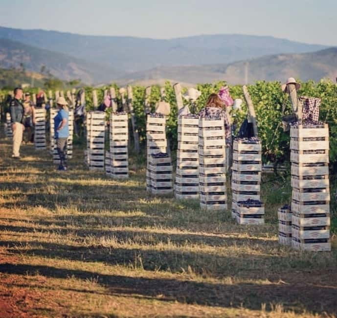 The largest winery in Montenegro: private tour & transport - Entering the Šipčanik cellar: what the guided walk is really for