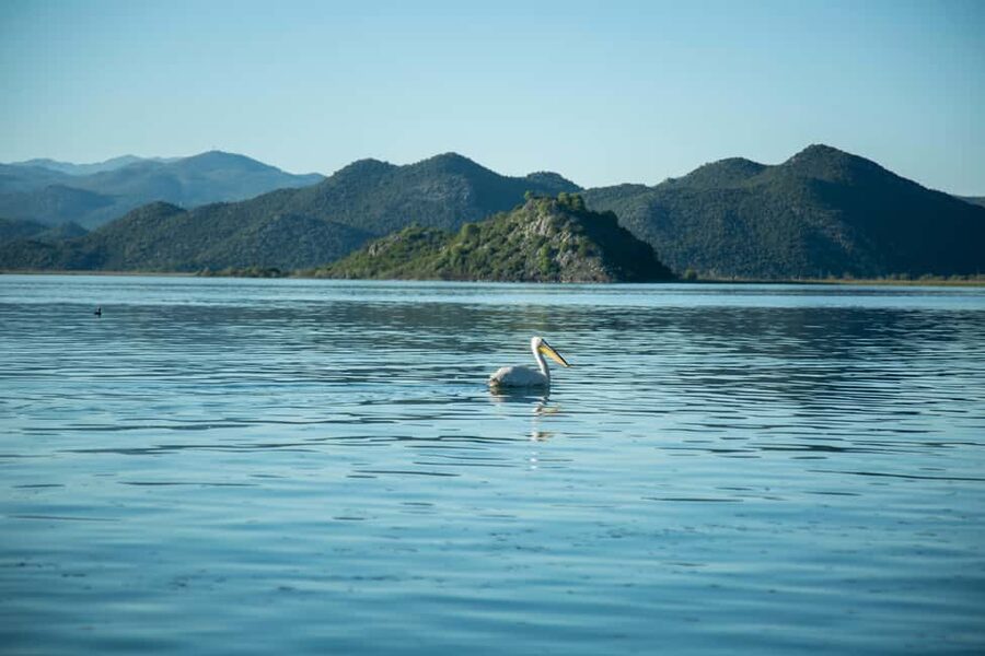 The Wild Route – Skadar’s Hidden Amazon - Moraca River Drive: Scenic Time That Sets the Tone