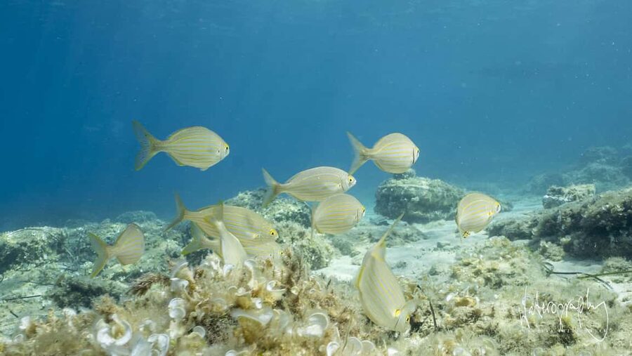 Try Scuba Diving from Boat in Budva - Budva Diving Center - Key points that matter before you go