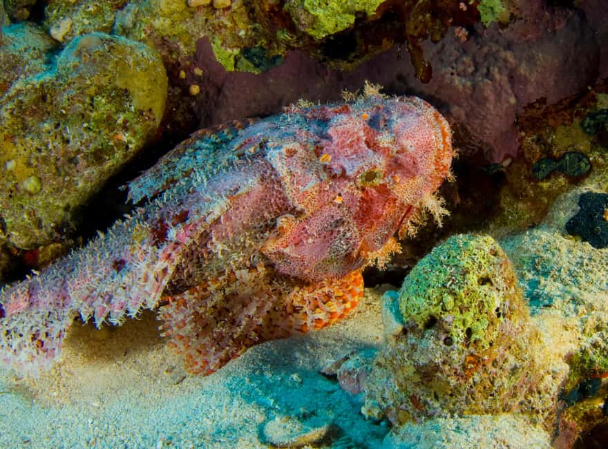 Try Scuba Diving from Boat in Budva - Budva Diving Center - Who should book this, and who should choose another plan