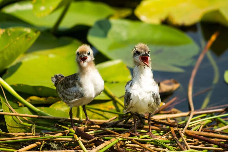 Virpazar: Historical & Nature Boat Adventure on Lake Skadar - Key points before you go