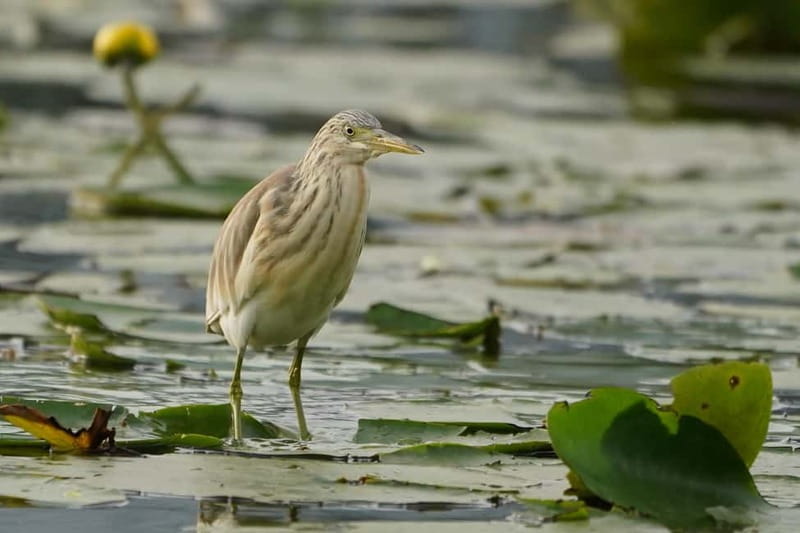 Virpazar: Skadar Lake by Boat and Kom Monastery Guided Tour - Practical Notes: What Can Make or Break the Day