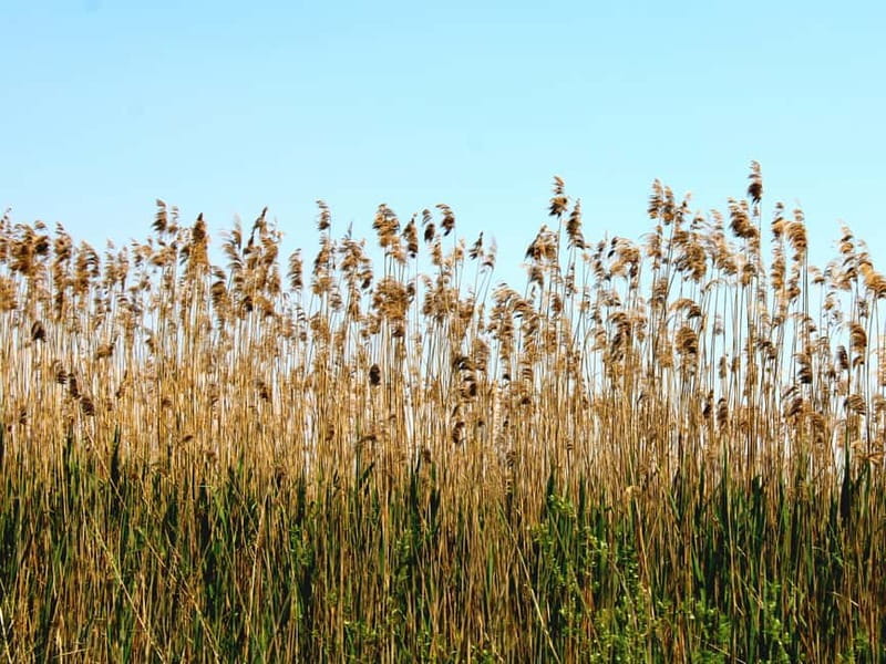Virpazar: Skadar Lake National Park Boat Tour & Karuč Visit - Key moments worth your time