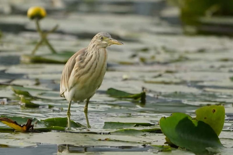 Virpazar: Skadar Lake Nature Kayak Tour - Swim and refresh moments, plus the calm return plan