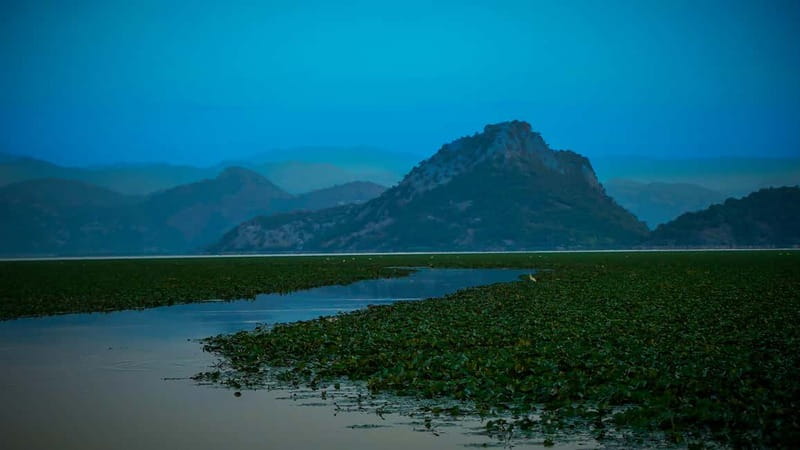 Virpazar: Skadar Lake PRIVATE Boat Tour to KOM MONASTERY - Birdwatching on Skadar Lake: what you’re actually meant to spot
